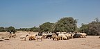 Herd of sheep grazing in Ain Al Nuaman