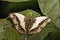 Herminia glider (Cymothoe herminia johnstoni) male.jpg