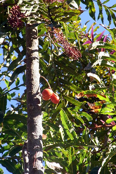 File:Hicksbeachia pinnatifolia cultivated tree.JPG