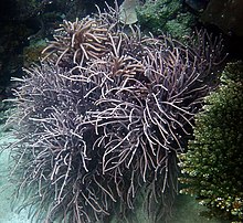 Hicksonella-sp-whip-coral.jpg
