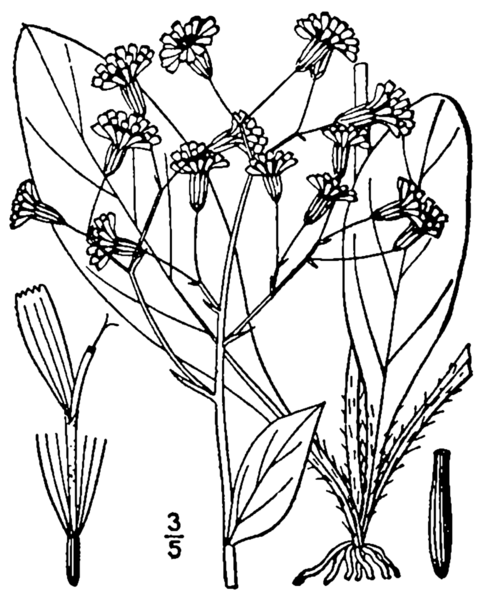 File:Hieracium marianum BB-1913.png