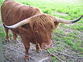 Highland cow.JPG