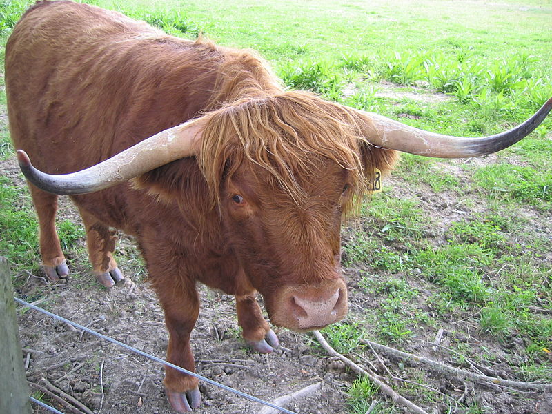 File:Highland cow.JPG