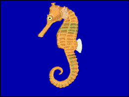 Gelsvasis jūrų arkliukas (Hippocampus kuda)