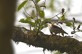 Di Taman Negara Lembah Neora, Bengal Barat, India