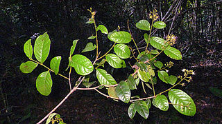 <i>Hirtella</i> Genus of plants