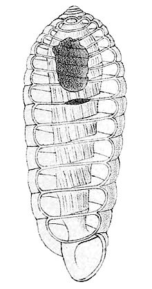 Drawing of the cross section of the shell of Holospira elizabethae showing that the internal columella is hollow, which is typical feature of the genus. Holospira elizabethae columella.jpg