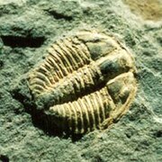 Trilobites (Cámbrico)