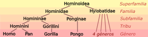 Hominoid taxonomy 7 es.svg