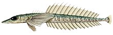 Hoplichthys langsdorfii.jpg