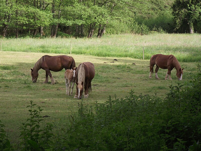 File:Horses (Hautes-Pyrénées, France).JPG