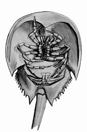 Underside view: The mouth opening is between the legs, and the gills are visible below. Horseshoe crab underside.jpg