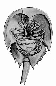 mouth of parts is and the mouth legs, opening The Underside between view: