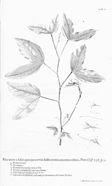 Hortus Cliffortianus (TAB. XV) BHL396995.jpg
