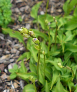 <i>Hosta minor</i> species of plant