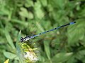 Azure Damselfly (Coenagrion puella) Hufeisen-Azurjungfer