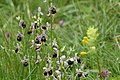 Ophrys holoserica Germany Baden-Württemberg