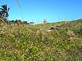 Dune Vegetation in tip of South Pointe Park after Hurricane Irma, view north
