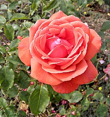 Hybrid Tea - Fragrant Cloud 3 (crop).JPG