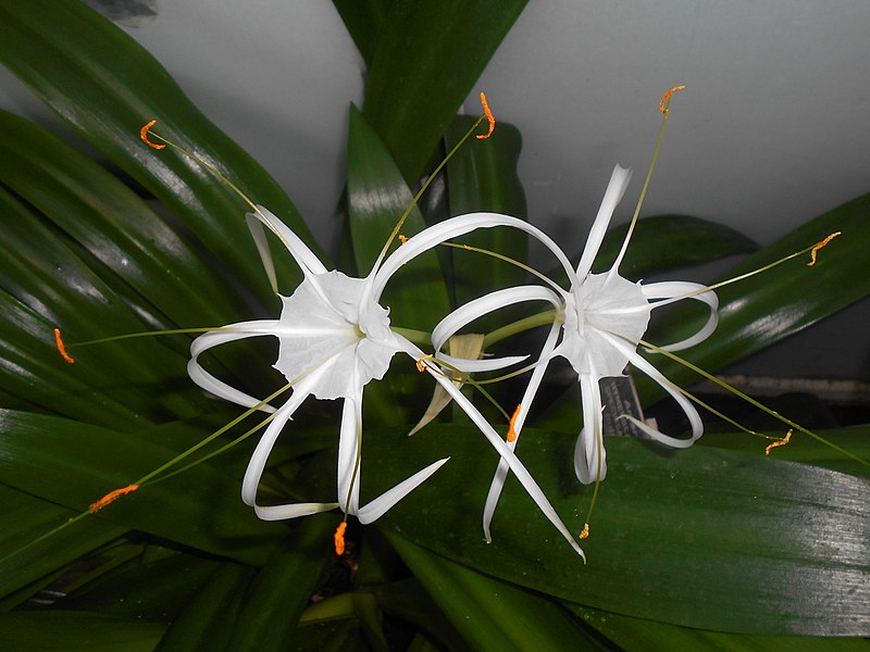 File:Hymenocallis speciosa 2017-09-28 5291.jpg