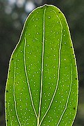 Hypericum-perforatum(Blatt).jpg