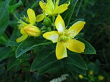 Hypericum Sect. Androsaemum