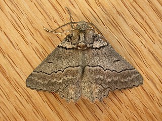 <i>Hypobapta percomptaria</i> Species of moth