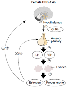 Hypothalamic-pituitary-adrenal axis Hypothalamic-pituitary-gonadal axis in females.png