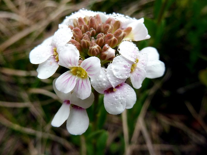 File:IBERIS LINIFOLIA - MONTSEC - IB-945 (Viudeta).jpg