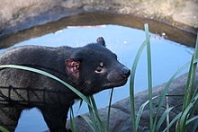 Un diavolo della Tasmania: l'acqua è un elemento imprescindibile per questi animali, nonostante si immergano molto raramente.