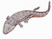 Iberospondylus Iberospondylus1DB.jpg