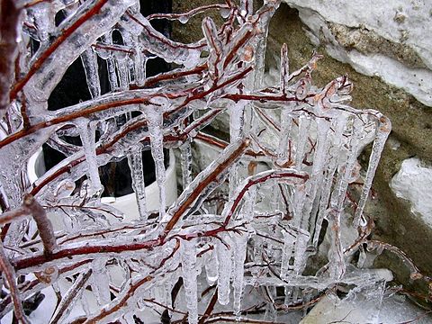 Sople lodu zwisające z gałęzi