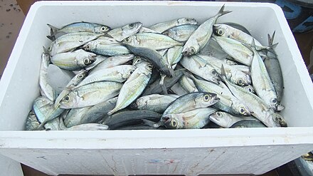 Catch of the day, Port of Bira, Bulukumba, South Sulawesi