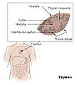 Anatomie und Histologie des Thymus
