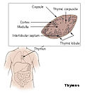 Vignette pour Thymus (anatomie)