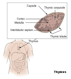 La estructura y ubicación del timo humano.