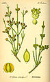 Botanical illustration.