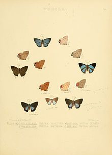 איורים של Lepidoptera יומי 76.jpg