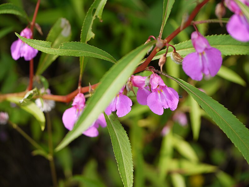 File:Impatiens rosea Lindl. (6231246134).jpg