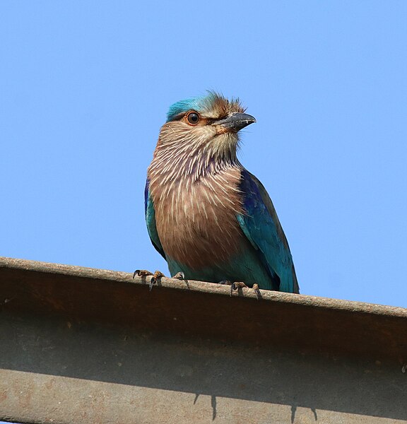 File:Indian roller 11.jpg