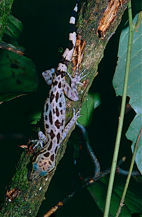 Descrição da imagem Gecko de dedos em arco de Inger (Cyrtodactylus pubisulcus) (14689453005) .jpg.