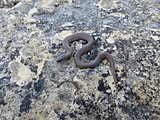 Virginia valeriae pulchra (Mountain Earthsnake) Same species possibly different subspecies.