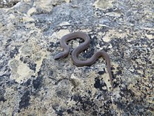 The smooth earth snake Iowaherps-virginia valeriae.jpg