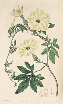 Ipomoea tuberculata Botu. Reg. 1. 86. 1816.jpg
