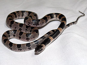 Japanese-garip-tooth-snake.jpg resminin açıklaması.