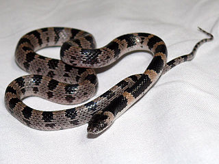 <span class="mw-page-title-main">Oriental odd-tooth snake</span> Species of snake