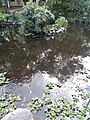 Jardín Botánico de Quito (Koi pond) pic.a7.jpg