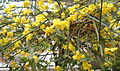 Jasminum mesnyi BotGardBln271207A.jpg