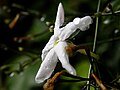 Miniatuur voor Bestand:Jasminum polyanthum.jpg