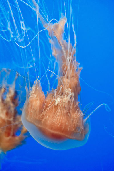 File:Jellyfish Lots of Tendrils (17540663995).jpg